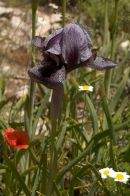 Fields of Black Iris in the Lebanese mountains